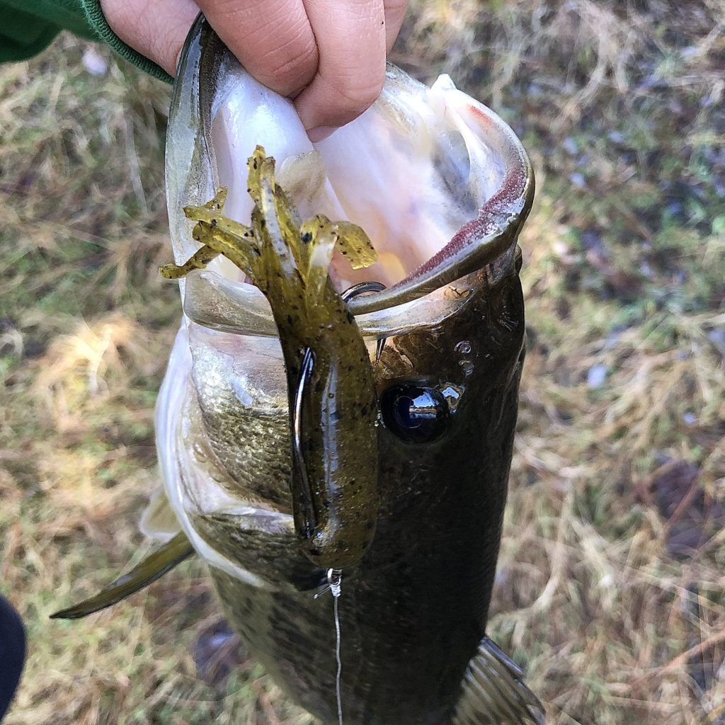 Bass on a tube bait