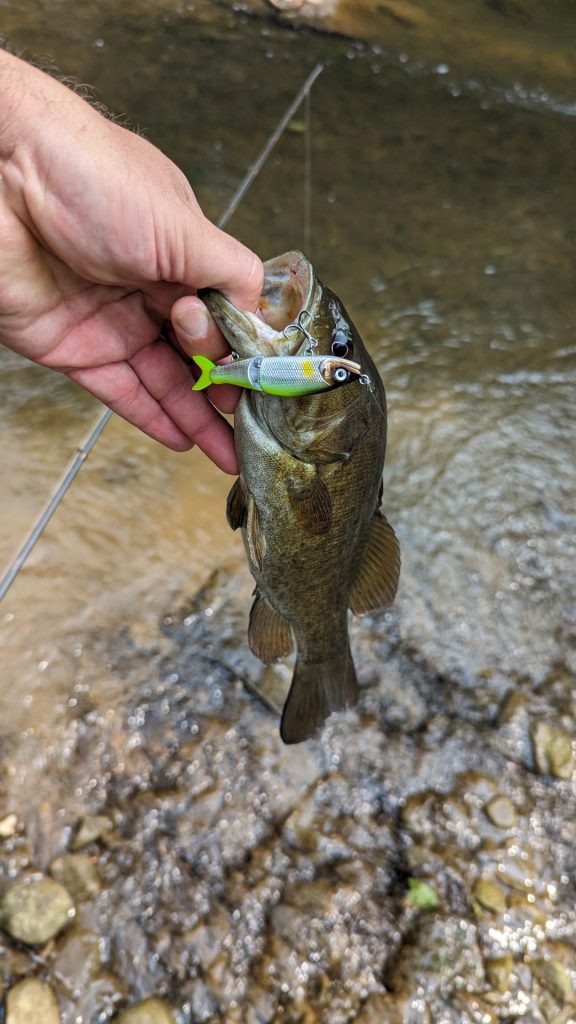 smallmouth glidebait