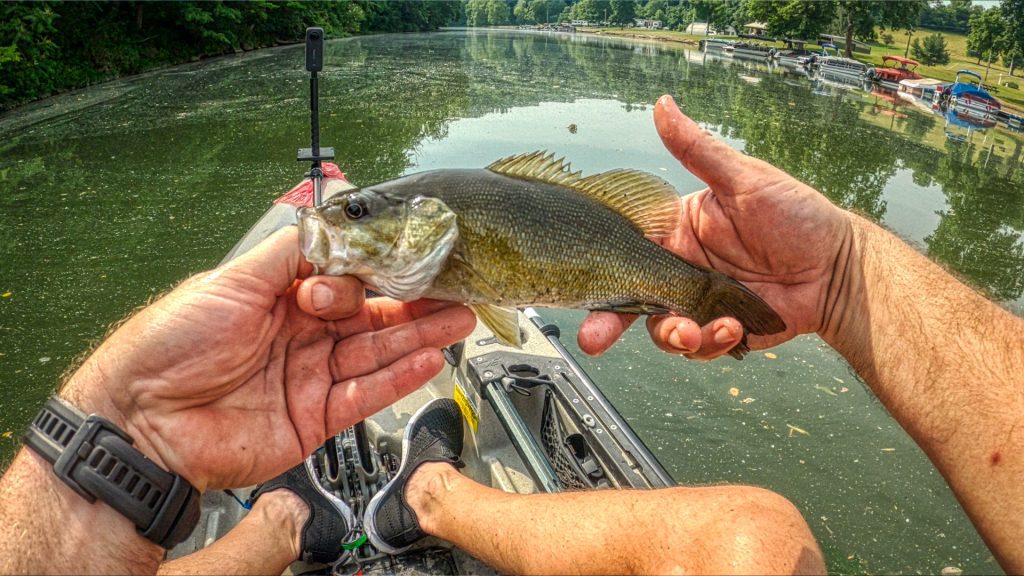 Pennsylvania Black Bass Species- Smallouth