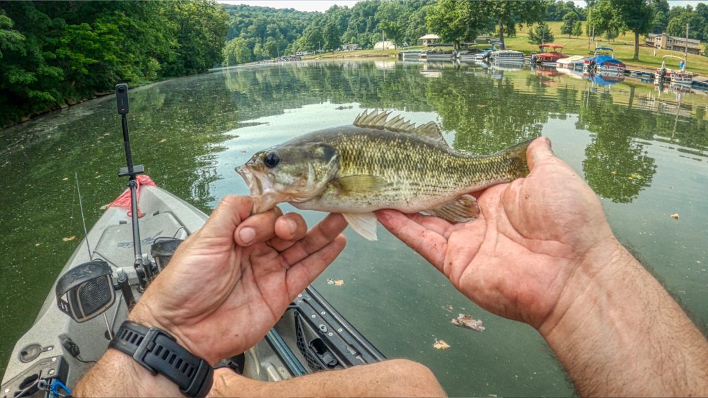 Pennsylvania Black Bass Species- Spotted