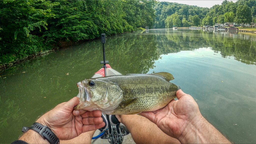 Pennsylvania Black Bass Species- Largemouth