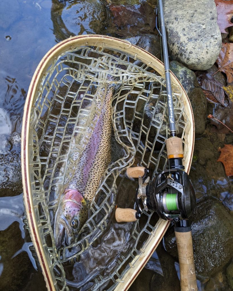 BEautiful Rainbow caught ont he Daiwa Silver Creek Air TW Stream Custom